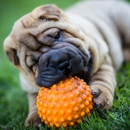 Center Garden 탈린