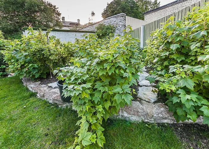 Center Garden אתר קמפינג