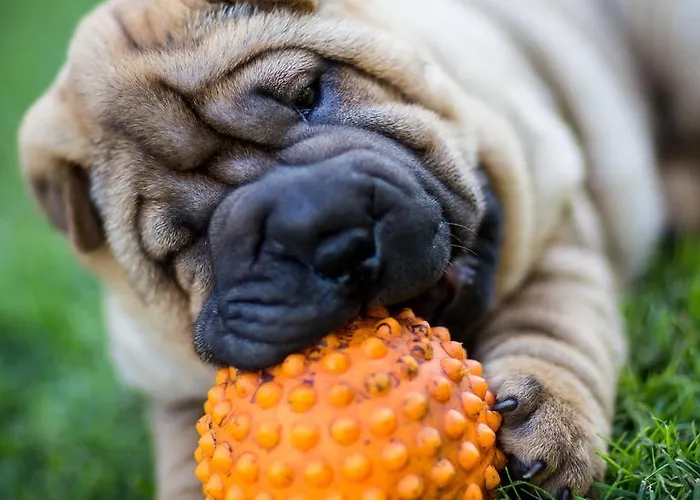 Center Garden טאלין