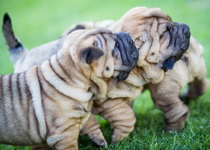אתר קמפינג Center Garden