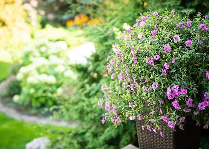 Center Garden אתר קמפינג *