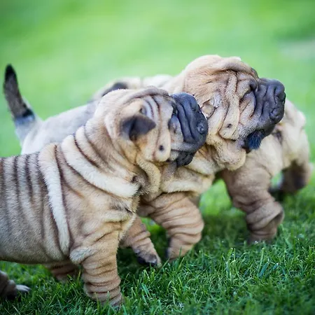 אתר קמפינג Center Garden