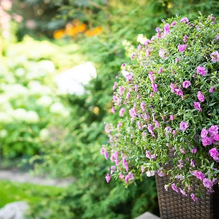 Center Garden אתר קמפינג *